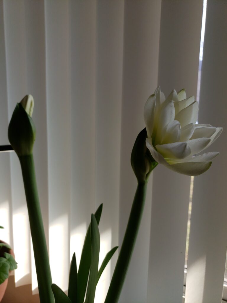 Less than a month after bringing it home, a bud appeared, and the first petal opened.